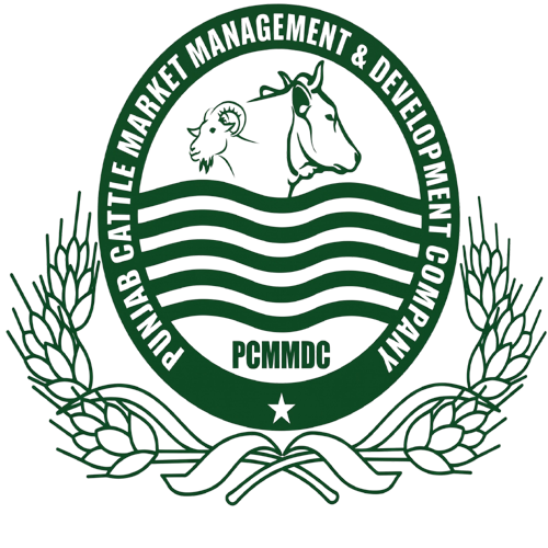 punjab cattle market